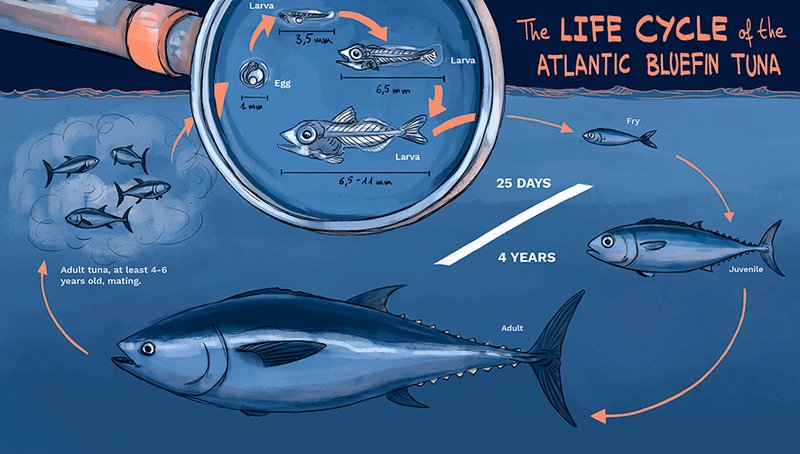 Breeding And Reproduction Of The Tuna