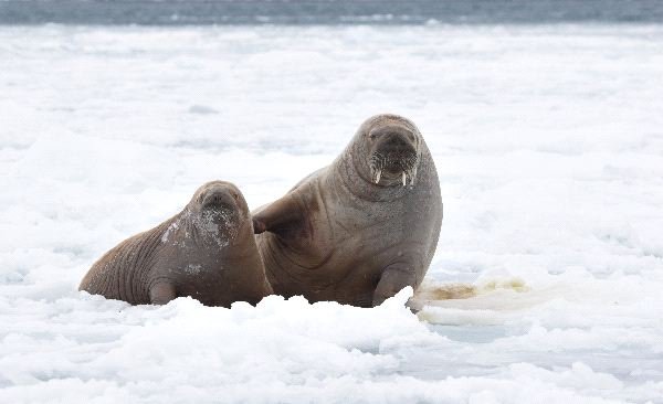 Breeding And Reproduction Of The Walrus