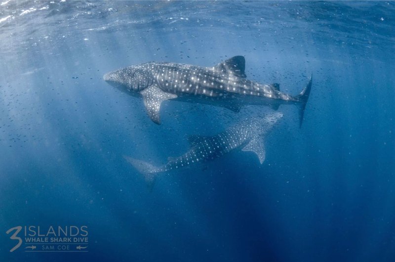 Breeding And Reproduction Of The Whale Shark