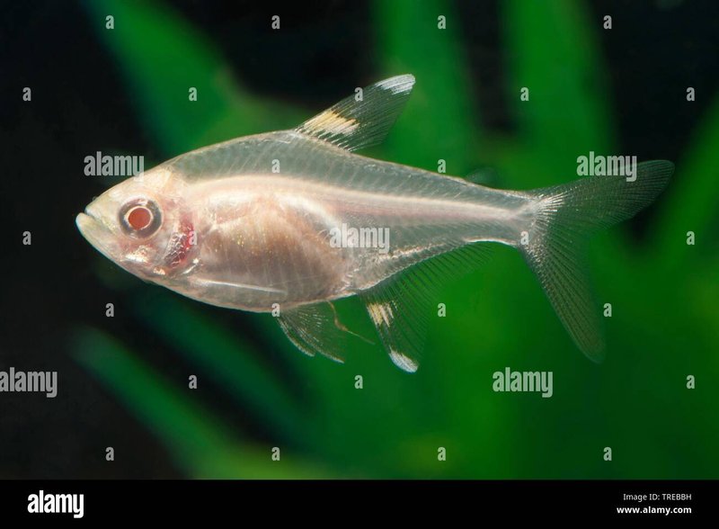 Breeding And Reproduction Of The X-Ray Tetra