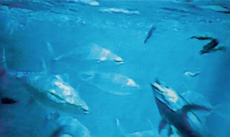 Breeding And Reproduction Of The Yellowfin Tuna
