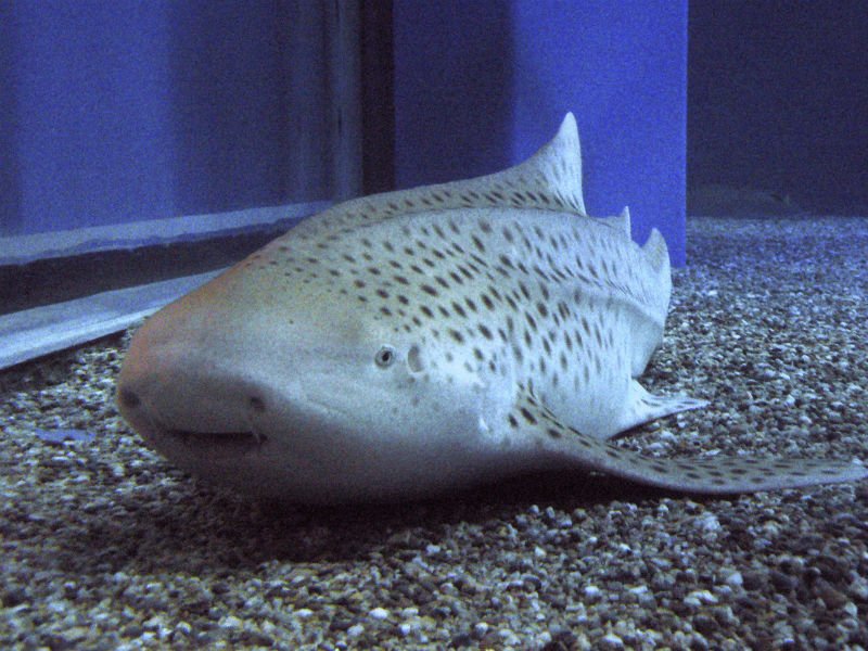Breeding And Reproduction Of The Zebra Shark