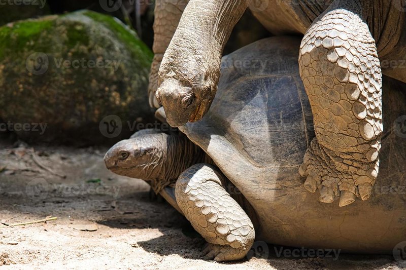 Breeding And Reproductive Behavior Of The Aldabra Giant Tortoise