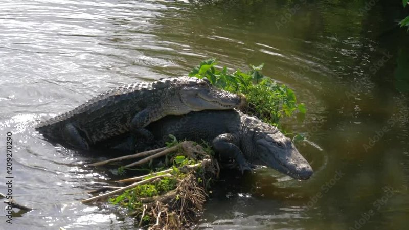 Breeding And Reproductive Behavior Of The Alligator