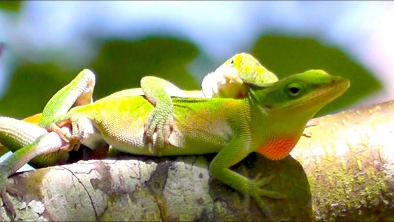 Breeding And Reproductive Behavior Of The Anole Lizard