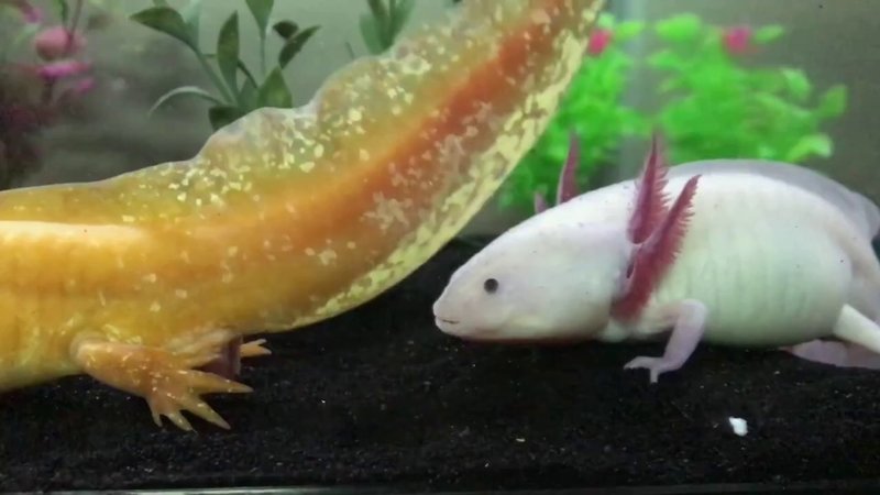 Breeding And Reproductive Behavior Of The Axolotl