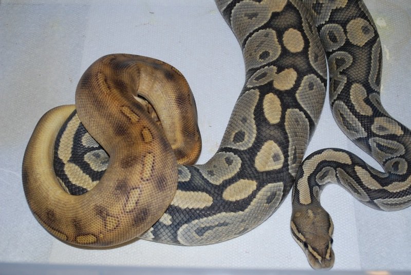Breeding And Reproductive Behavior Of The Ball Python