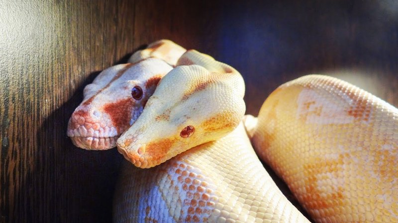 Breeding And Reproductive Behavior Of The Boa Constrictor