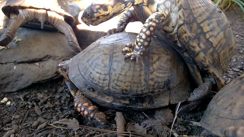 Breeding And Reproductive Behavior Of The Box Turtle