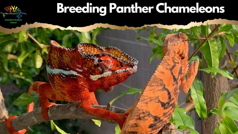 Breeding And Reproductive Behavior Of The Chameleon