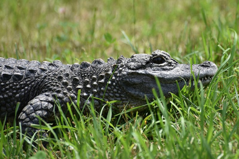 Breeding And Reproductive Behavior Of The Chinese Alligator