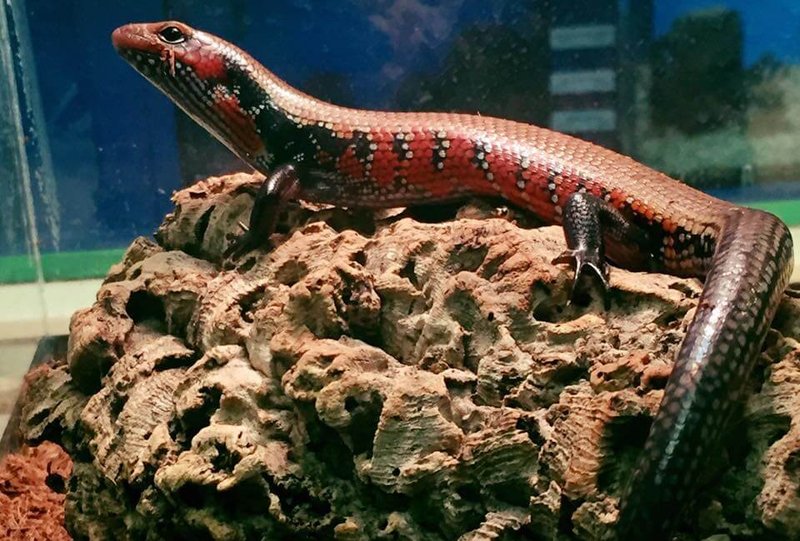 Breeding And Reproductive Behavior Of The Fire Skink