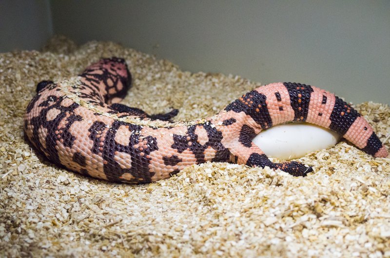 Breeding And Reproductive Behavior Of The Gila Monster