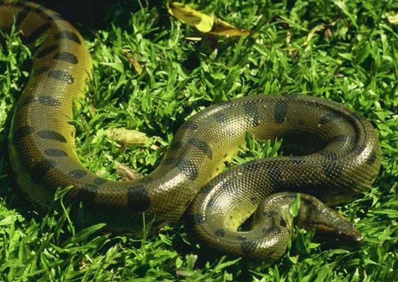 Breeding And Reproductive Behavior Of The Green Anaconda