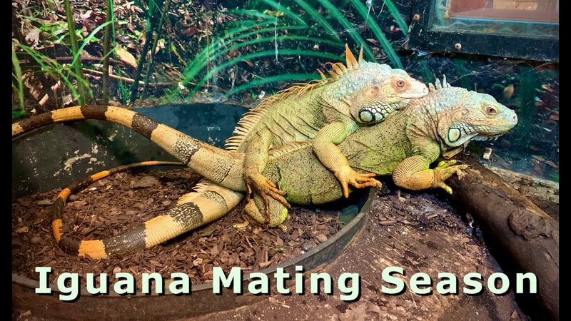 Breeding And Reproductive Behavior Of The Green Iguana