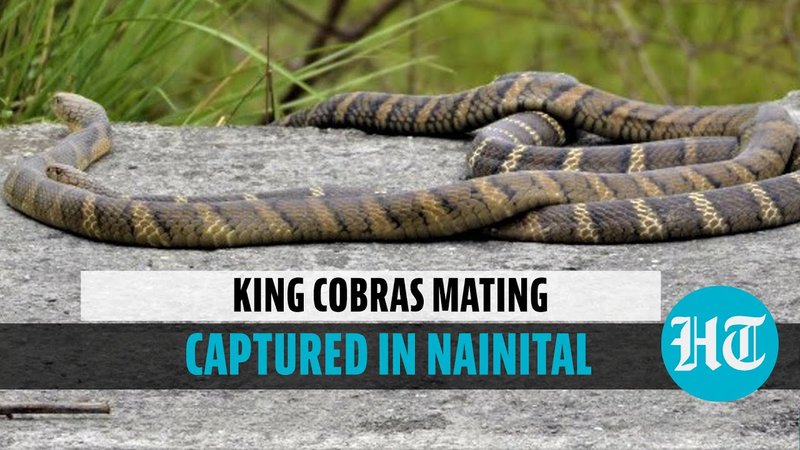 Breeding And Reproductive Behavior Of The King Cobra