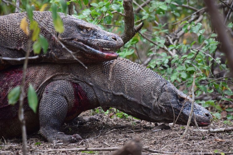 Breeding And Reproductive Behavior Of The Komodo Dragon