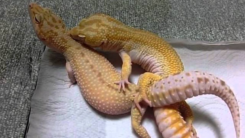 Breeding And Reproductive Behavior Of The Leopard Gecko