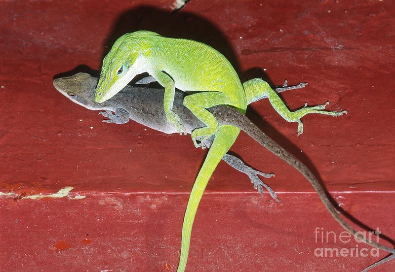 Breeding And Reproductive Behavior Of The Lizard