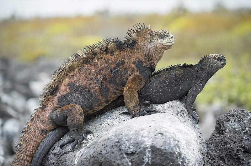 Breeding And Reproductive Behavior Of The Marine Iguana