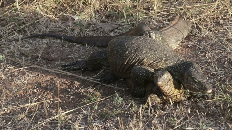 Breeding And Reproductive Behavior Of The Monitor Lizard