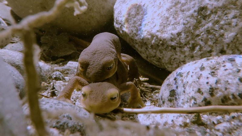 Breeding And Reproductive Behavior Of The Newt