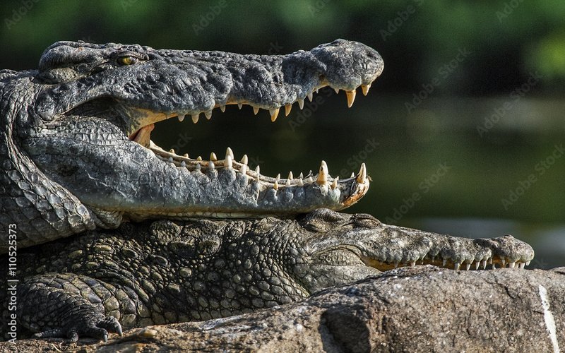 Breeding And Reproductive Behavior Of The Nile Crocodile