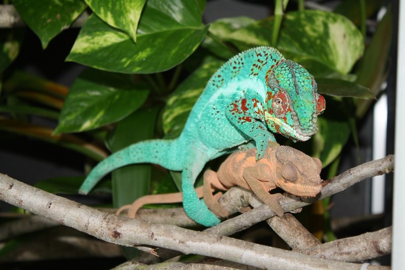 Breeding And Reproductive Behavior Of The Panther Chameleon