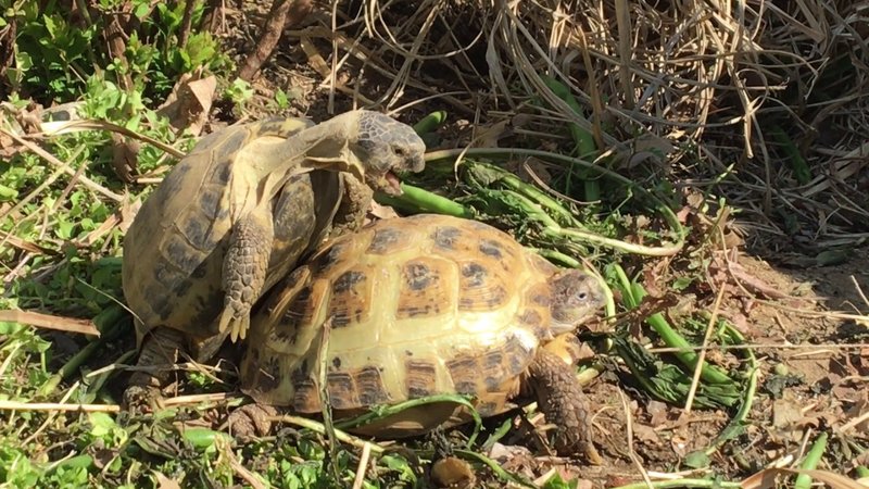 Breeding And Reproductive Behavior Of The Russian Tortoise