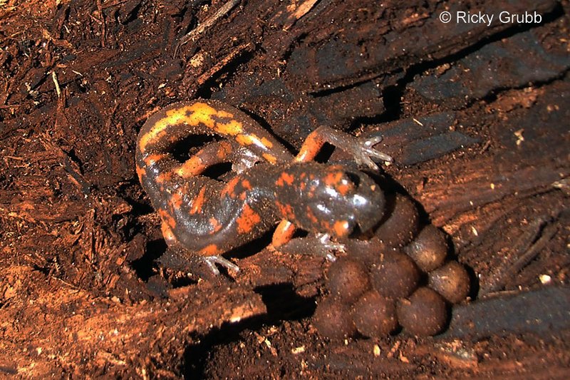 Breeding And Reproductive Behavior Of The Salamander