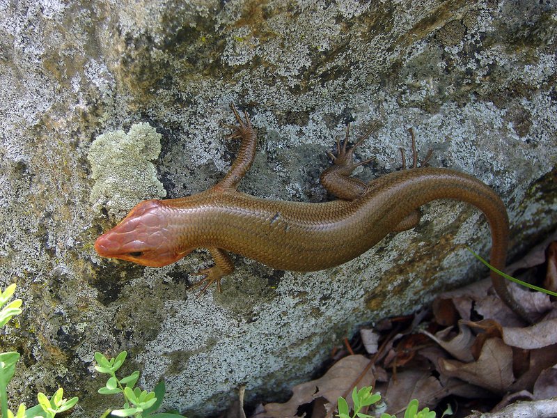 Breeding And Reproductive Behavior Of The Skink