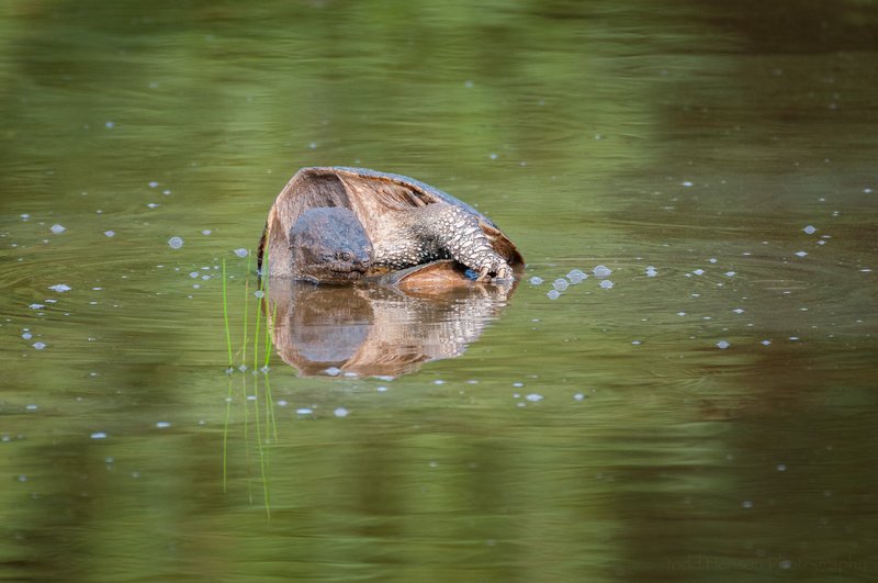 Breeding And Reproductive Behavior Of The Snapping Turtle