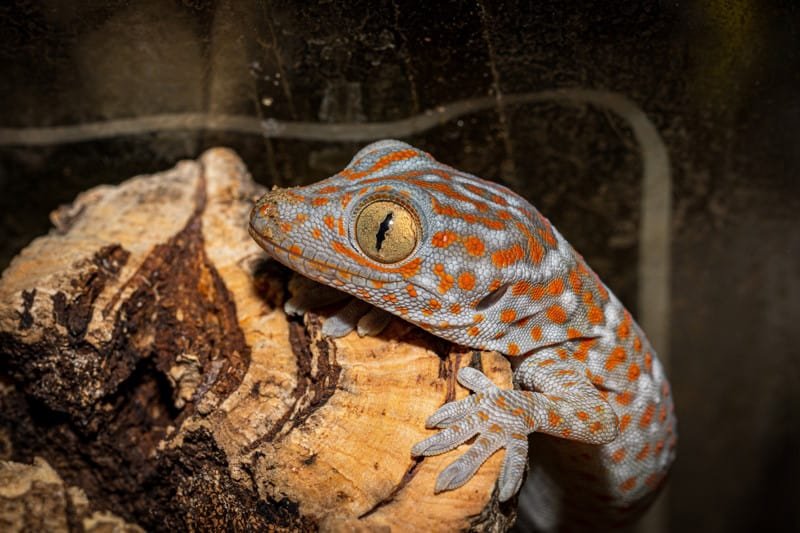 Breeding And Reproductive Behavior Of The Tokay Gecko