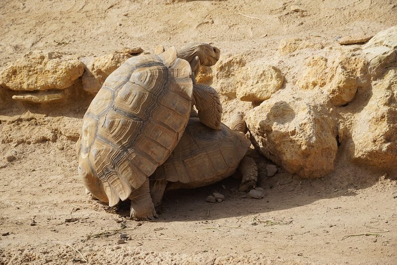 Breeding And Reproductive Behavior Of The Tortoise