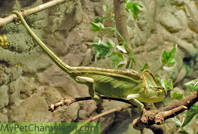 Breeding And Reproductive Behavior Of The Veiled Chameleon
