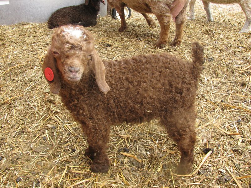 Breeding Angora Goats: Gestation, Kidding, And Kid Care