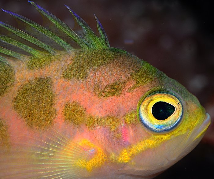Breeding Anthias In Captivity: Challenges And Success Tips