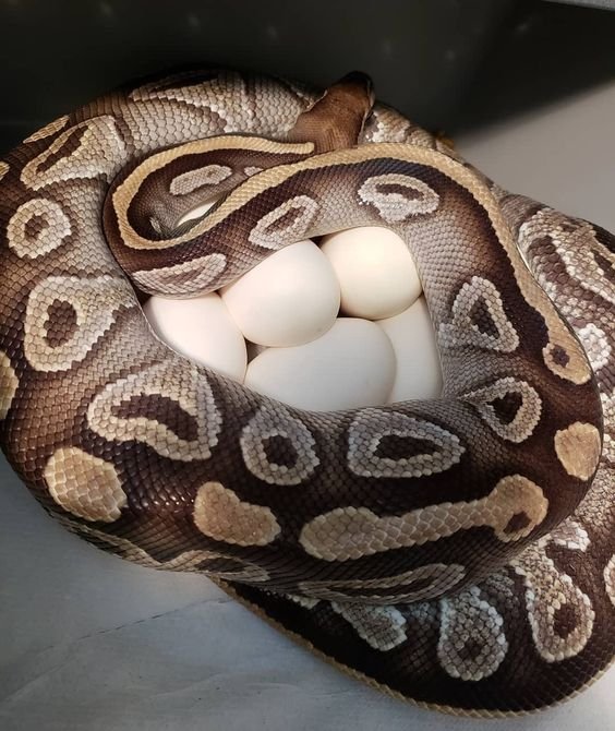 Breeding Ball Pythons: What You Need To Know