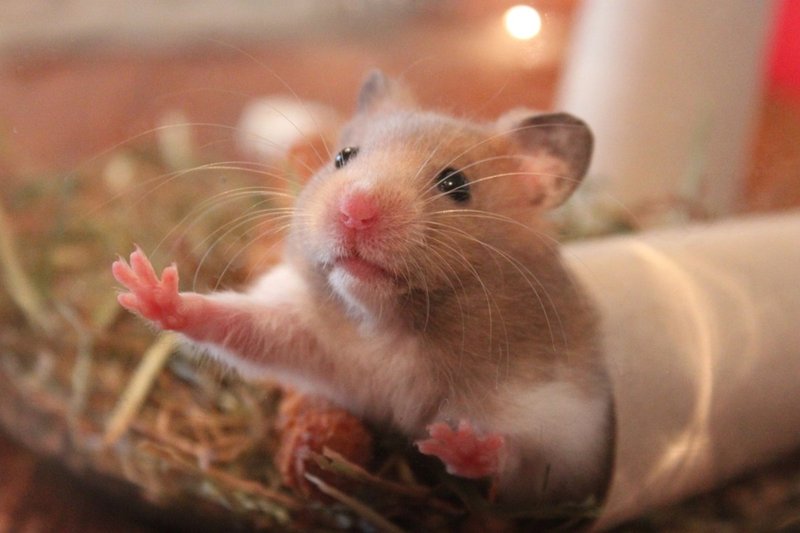 Breeding Black Bear Hamsters: What New Owners Should Know