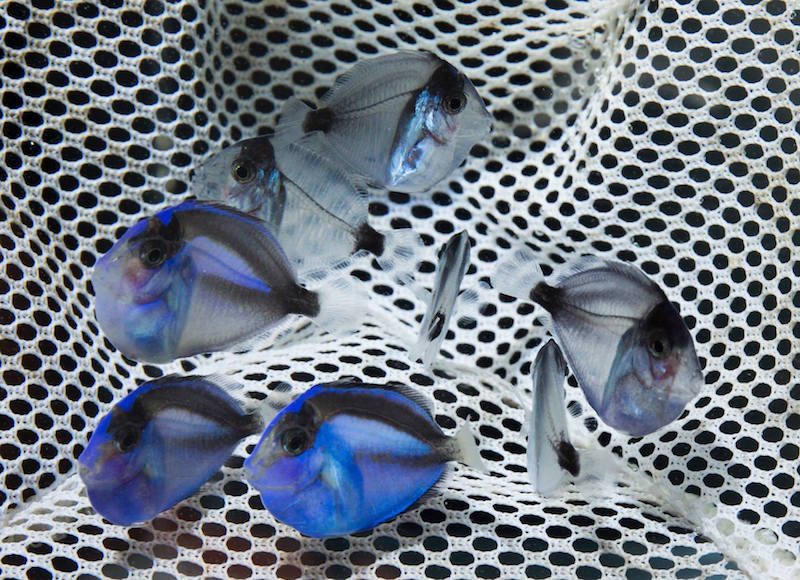 Breeding Blue Tang In Captivity: Challenges And Success Tips