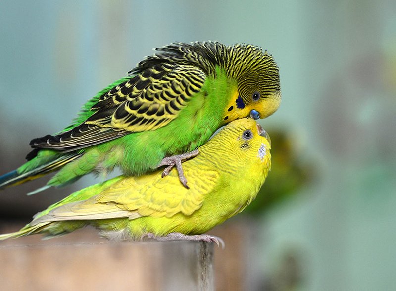 Breeding Budgies At Home: Nesting And Chick Care