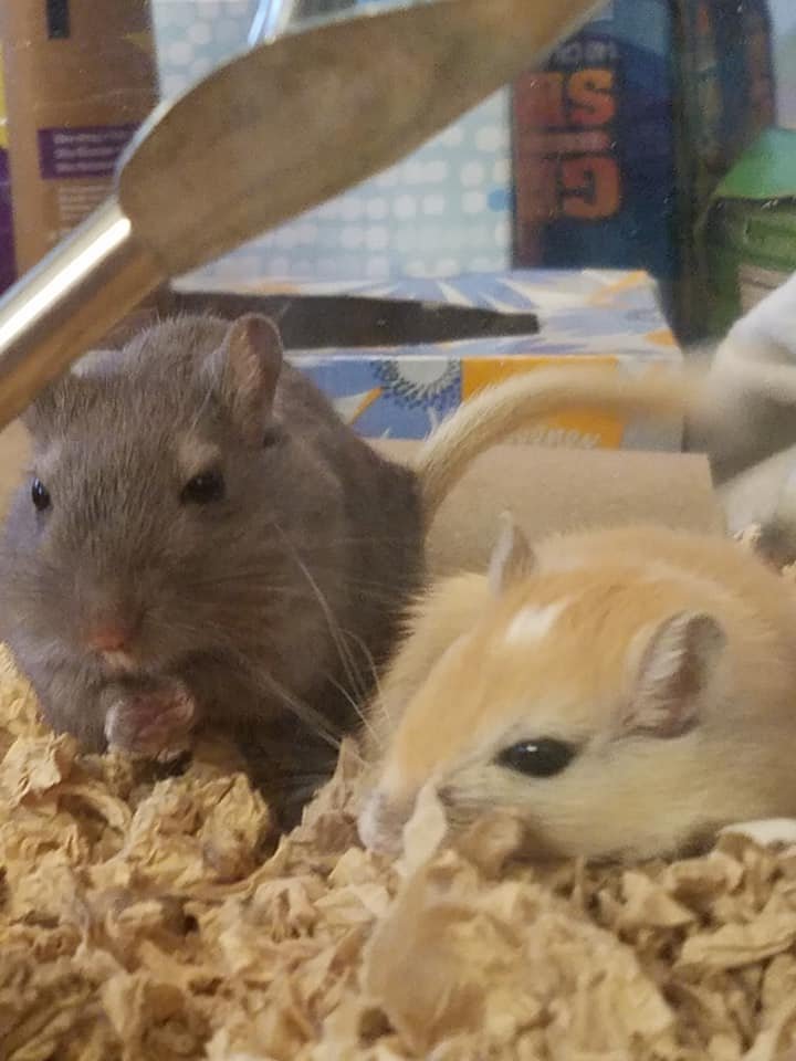Breeding Burmese Gerbils: What New Owners Should Know