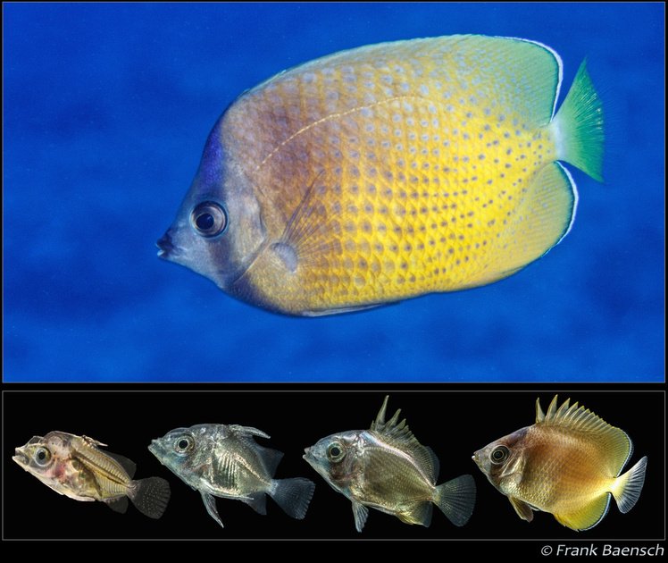 Breeding Butterflyfish In Captivity: Challenges And Success Tips