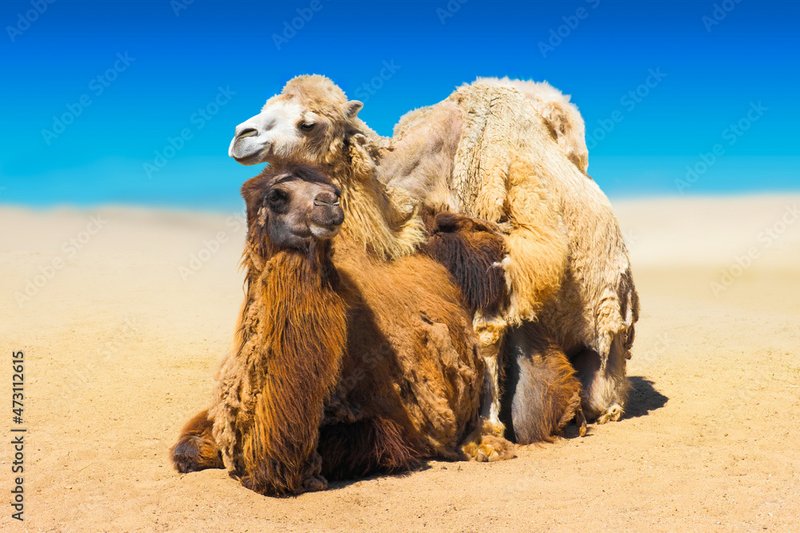 Breeding Camels: Gestation, Birth, And Calf Care