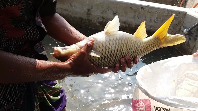 Breeding Carp: Techniques And Tips