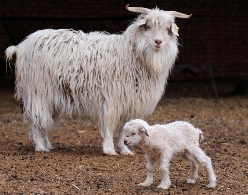 Breeding Cashmere Goats: Gestation, Kidding, And Kid Care
