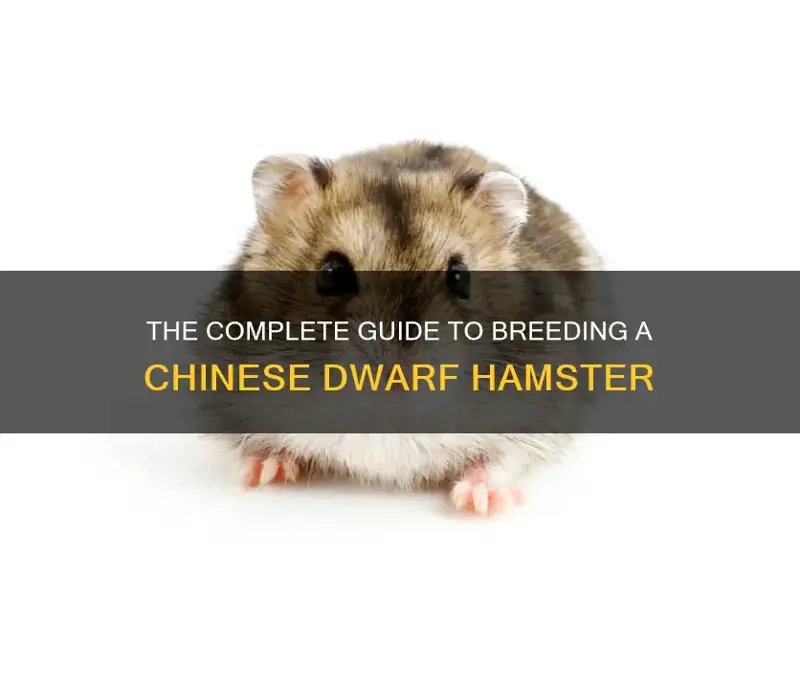 Breeding Chinese Hamsters: What New Owners Should Know