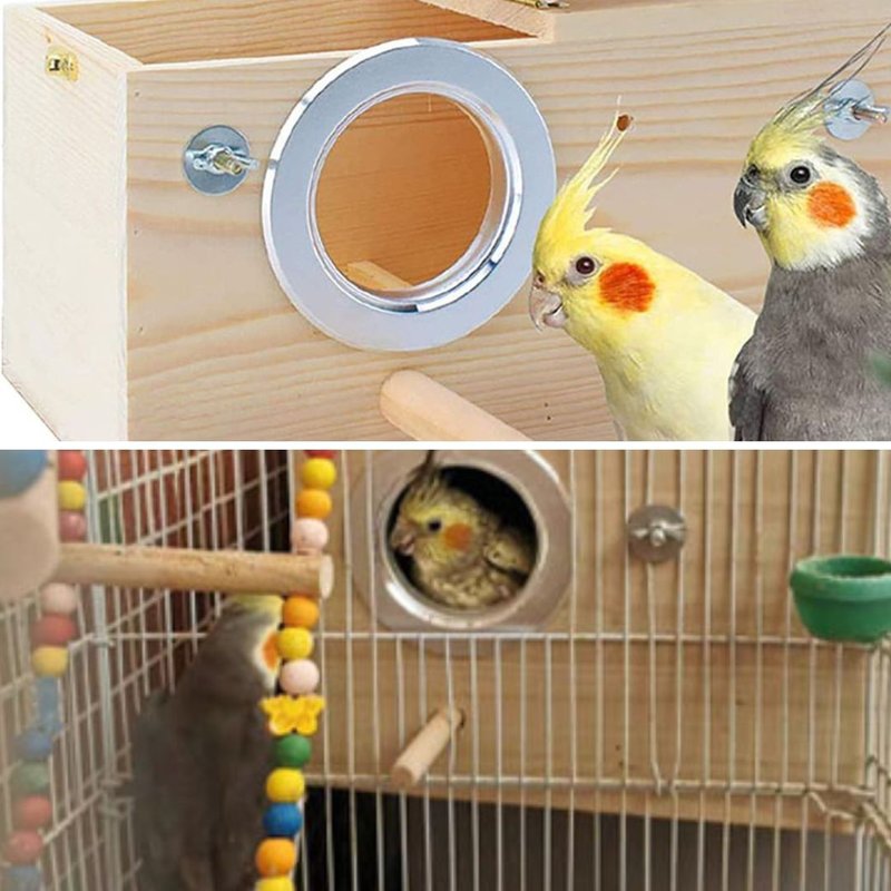 Breeding Cockatiels: Nest Box Setup, Incubation, And Chicks