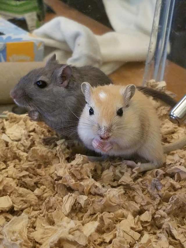 Breeding Cream Gerbils: What New Owners Should Know