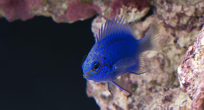 Breeding Damsel Fish In Captivity: Challenges And Success Tips